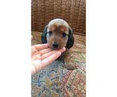5 Miniature Dachshund puppies need a new forever home - 3