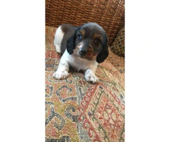 5 Miniature Dachshund puppies need a new forever home - 6