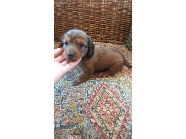 5 Miniature Dachshund puppies need a new forever home in