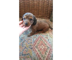 5 Miniature Dachshund puppies need a new forever home - 7