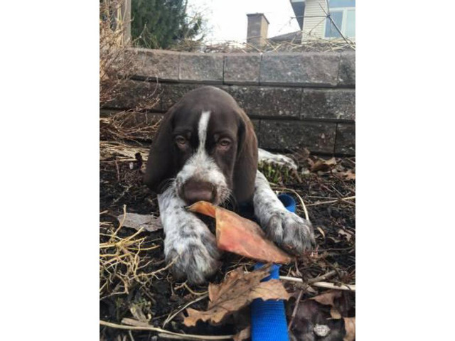 German Wirehaired Pointers Puppies Sale in Buffalo, New ...