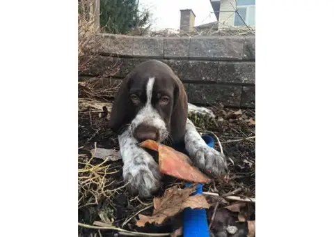 German Wirehaired Pointers Puppies Sale