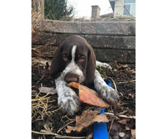 wirehaired pointers