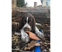 German Wirehaired Pointers Puppies Sale