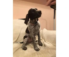 German Wirehaired Pointers Puppies Sale - 2