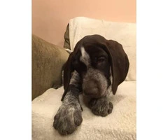 German Wirehaired Pointers Puppies Sale - 3