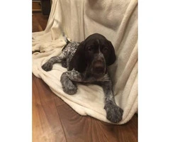 German Wirehaired Pointers Puppies Sale - 4