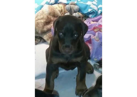 Pet Homes Limited AKC Doberman Puppies in Houston , Texas ...