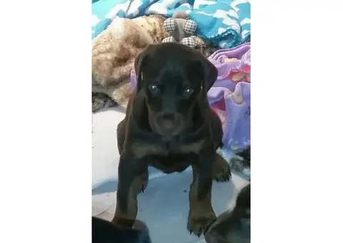 AKC Doberman puppies