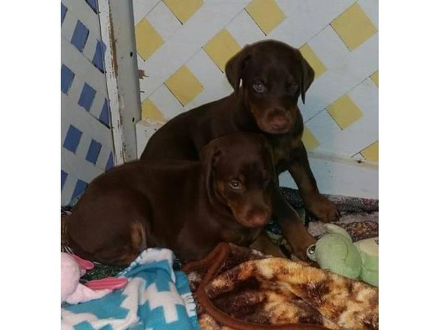 AKC Doberman puppies Palestine Puppies for Sale Near Me