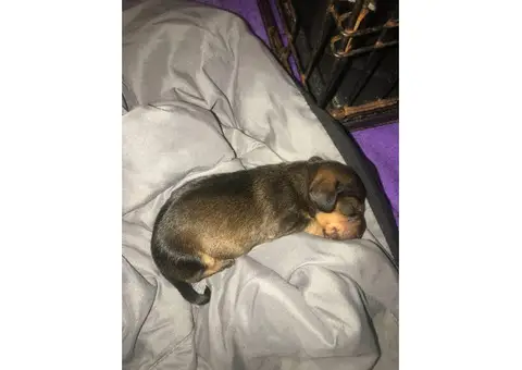 Black and Tan miniature dachshund puppy