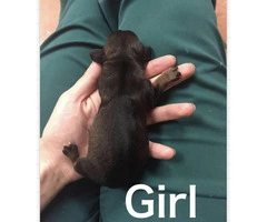 Black and Tan miniature dachshund puppy - 2