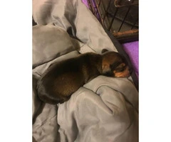 Black and Tan miniature dachshund puppy - 4