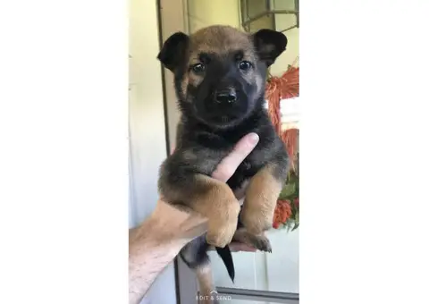 6 Malinois  puppies available