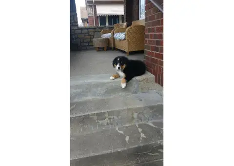 3 month old male Aussie Shepherd