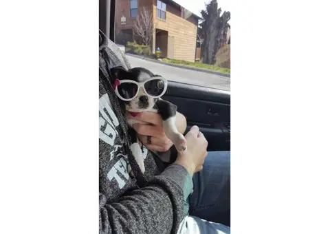 2 months old bred Boston Terrier puppy for sale