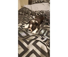 2 months old bred Boston Terrier puppy for sale - 3