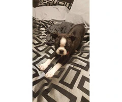 2 months old bred Boston Terrier puppy for sale - 4