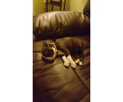 2 months old bred Boston Terrier puppy for sale - 6