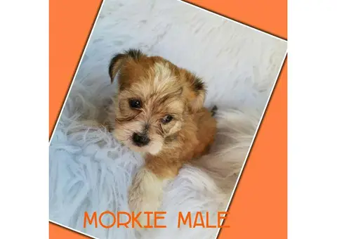 Morkie puppies ready for there good forever homes