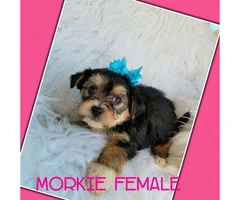 Morkie puppies ready for there good forever homes - 2
