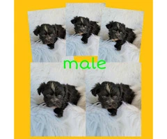 Morkie puppies ready for there good forever homes - 3