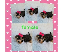Morkie puppies ready for there good forever homes - 4
