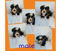 Morkie puppies ready for there good forever homes - 5