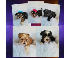 Morkie puppies ready for there good forever homes - 6