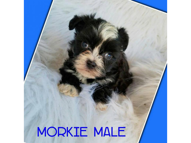 Morkie puppies ready for there good forever homes in Lexington