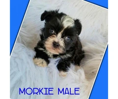 Morkie puppies ready for there good forever homes - 7