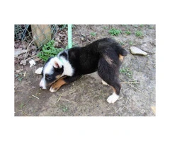 Texas Heeler puppy for sale