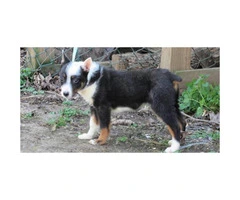 Texas Heeler puppy for sale - 2