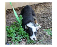 Texas Heeler puppy for sale - 4