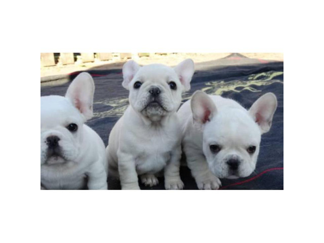 Beautiful white color 3 French Bulldog puppies in Phoenix, Arizona