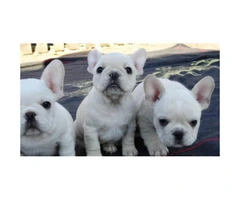 Beautiful white color 3 French Bulldog puppies