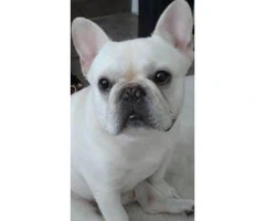 Beautiful white color 3 French Bulldog puppies