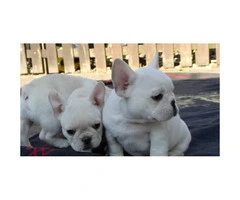 Beautiful white color 3 French Bulldog puppies