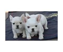 Beautiful white color 3 French Bulldog puppies