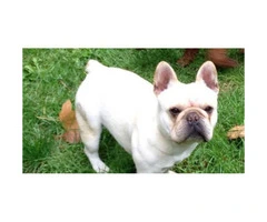 Beautiful white color 3 French Bulldog puppies
