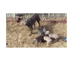 Cane Corso puppies for sale in Denver