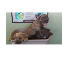 Cane Corso puppies for sale in Denver - 2