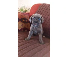 Cane Corso puppies for sale in Denver - 3