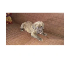Cane Corso puppies for sale in Denver - 4