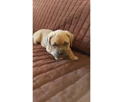 Cane Corso puppies for sale in Denver - 6