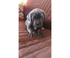 Cane Corso puppies for sale in Denver - 7
