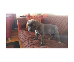 Cane Corso puppies for sale in Denver - 8