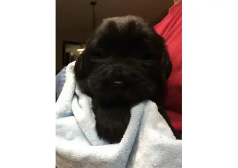 AKC Newfoundland puppies for sale - 3 Left