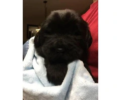 AKC Newfoundland puppies for sale - 3 Left