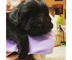AKC Newfoundland puppies for sale - 3 Left